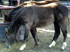 gray filly Poco King Tuck and Jackie Bee bred