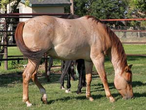 Dash For Cash and Blue Valentine bred ~ her sire is a grandson of Blue Valentine and the dam is a daughter of Dashing Cleat