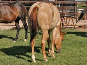 Dash For Cash and Blue Valentine bred ~ her sire is a grandson of Blue Valentine and the dam is a daughter of Dashing Cleat