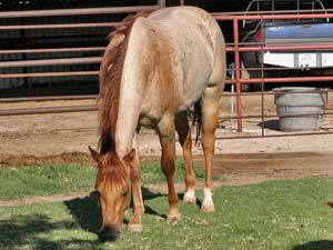 Dash For Cash and Blue Valentine bred ~ her sire is a grandson of Blue Valentine and the dam is a daughter of Dashing Cleat