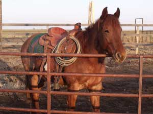 Blue Valentine, Roan Ambrose, Buck Hancock and Joe Hancock bred quarter horse for sale