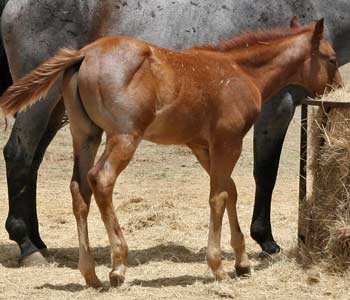 Blue Valentine, Roan Ambrose, Buck Hancock and Joe Hancock bred quarter horse for sale