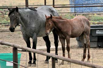 Blue Valentine, Roan Ambrose, Buck Hancock and Joe Hancock bred quarter horse for sale