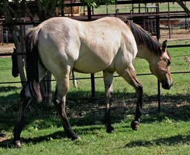 Triple bred Blue Valentine and Sugar Bars bred dun colt