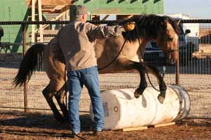 Triple bred Blue Valentine and Sugar Bars bred dun colt