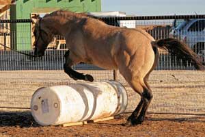 Triple bred Blue Valentine and Sugar Bars bred dun colt