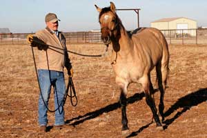 Triple bred Blue Valentine and Sugar Bars bred dun colt