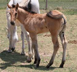 Triple bred Blue Valentine and Sugar Bars bred dun colt