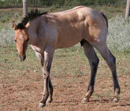 Triple bred Blue Valentine and Sugar Bars bred dun colt