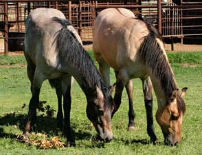 Triple bred Blue Valentine and Sugar Bars bred dun colt