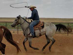 Blue Valentine, Roan Ambrose, Buck Hancock and Joe Hancock bred quarter horse for sale