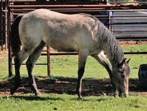 Blue Valentine, Roan Ambrose, Buck Hancock and Joe Hancock bred quarter horse for sale