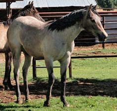 Blue Valentine, Roan Ambrose, Buck Hancock and Joe Hancock bred quarter horse for sale