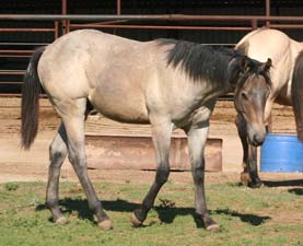 Blue Valentine, Roan Ambrose, Buck Hancock and Joe Hancock bred quarter horse for sale
