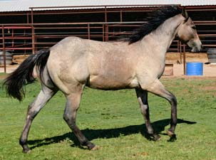 Blue Valentine, Roan Ambrose, Buck Hancock and Joe Hancock bred quarter horse for sale
