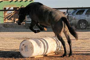 Blue Valentine, Roan Ambrose, Buck Hancock and Joe Hancock bred quarter horse for sale