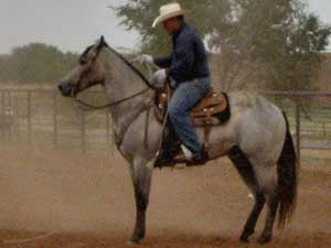 Blue Valentine, Roan Ambrose, Buck Hancock and Joe Hancock bred quarter horse for sale