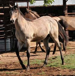 Blue Valentine, Roan Ambrose, Buck Hancock and Joe Hancock bred quarter horse for sale