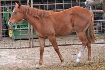 Blue Valentine and Sugar Bars bred filly taken March 1, 2006