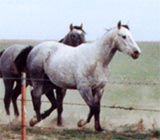 CNR Two Bar Dash gray gelding double bred Dash For Cash