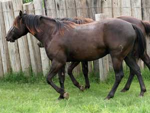 Joe Hancock & Driftwood bred black Mare