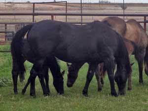 Joe Hancock & Driftwood bred brown Mare Granddaughter of War Concho and Romeo Blue ~Ellie 13 years old