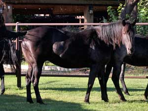 Joe Hancock & Driftwood bred black Mare