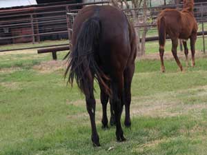 Joe Hancock & Driftwood bred black Mare