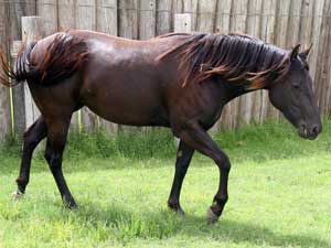 Joe Hancock & Driftwood bred brown Mare Granddaughter of War Concho and Romeo Blue