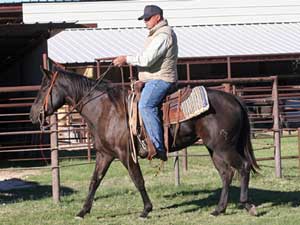 Joe Hancock & Driftwood bred brown Mare Granddaughter of War Concho and Romeo Blue