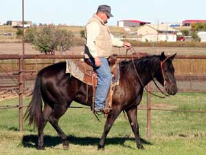 Joe Hancock & Driftwood bred  Mare Granddaughter of War Concho and Romeo Blue