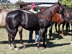 Joe Hancock - Blue Valentine, Dash For Cash and Boon Bar bred filly in Texas