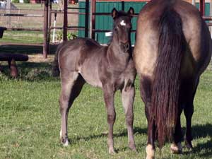 First Down Dash, Boon Bar and Blue Valentine blue roan filly for sale in Texas