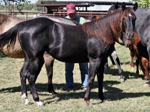 Joe Hancock - Blue Valentine, Dash For Cash and Boon Bar bred filly in Texas