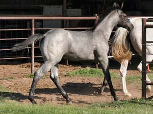 Blue Valentine, Sugar Bars and Blondy's Dude bred gray quarter horse for sale in Lubbock, Texas