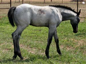 Blue Valentine and Sugar Bars bred gray colt