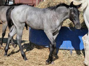 Blue Valentine, Sugar Bars and Blondy's Dude bred gray quarter horse for sale in Lubbock, Texas