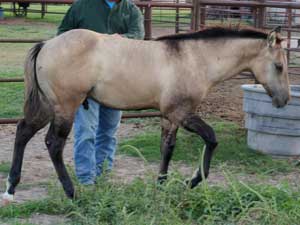 Joe Hancock - Blue Valentine, Dash For Cash and Boon Bar bred grullo colt for sale in Texas