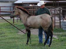 Joe Hancock - Blue Valentine, Dash For Cash and Boon Bar bred grullo colt for sale in Texas