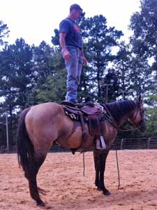 First Down Dash, Boon Bar and Blue Valentine grulla colts for sale in Texas