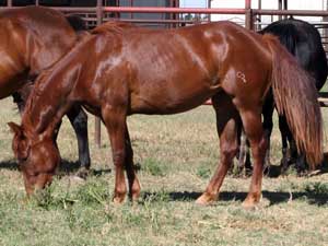 Hancocks Blue Boy ~ Mr Clyde Hancock bred filly for sale in Texas