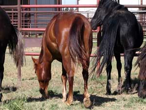 Hancocks Blue Boy ~ Mr Clyde Hancock bred filly for sale in Texas