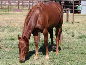 Hancocks Blue Boy ~ Mr Clyde Hancock bred filly for sale in Texas