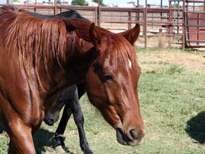 Hancocks Blue Boy ~ Mr Clyde Hancock bred filly for sale in Texas