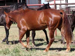 Hancocks Blue Boy ~ Mr Clyde Hancock bred filly for sale in Texas