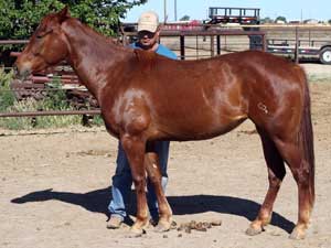 Romeo Blue ~ Mr Clyde Hancock bred sorrel filly for sale in Texas