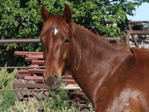 Hancocks Blue Boy ~ Mr Clyde Hancock bred filly for sale in Texas