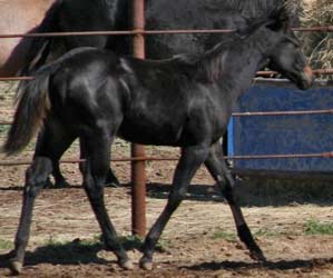 First Down Dash, Three Chick's and Blue Valentine filly