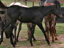 Dash For Cash ~ Joe Hancock filly