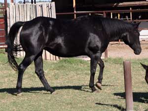 CNR filly Blue Valentine bred sire grandson of Blue Valentine dam granddaughter of Jackie Bee